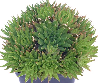 菊绘卷(Haworthia marumiana var. batesiana)
