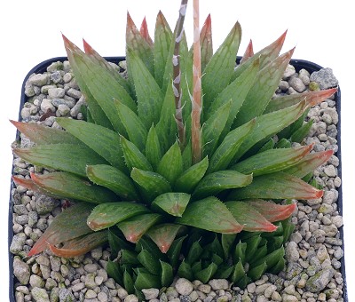 Haworthia intermedia
