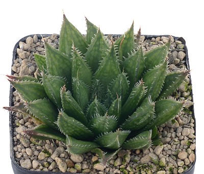 Haworthia lupula