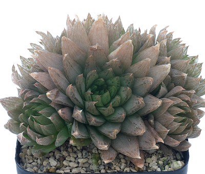 Haworthia oculata