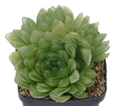 Haworthia transiens
