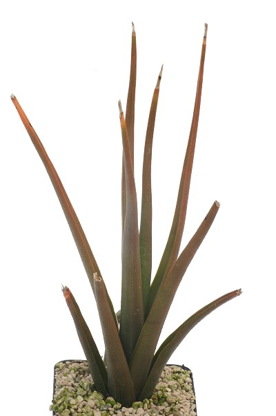 Haworthia longiana