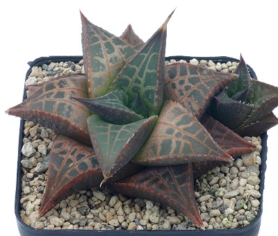 龙鳞(Haworthia tessellata)