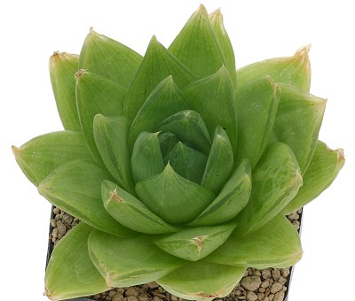 京之华(Haworthia cymbiformis)