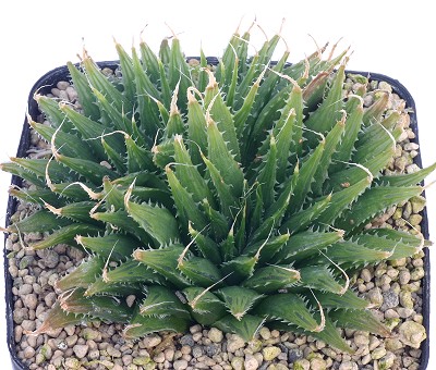 Haworthia denticulata