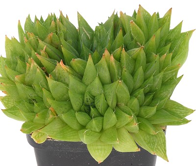 Haworthia reddii