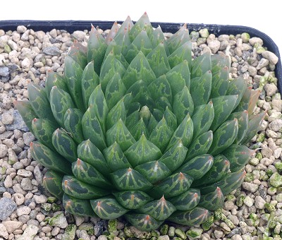 Haworthia picturata