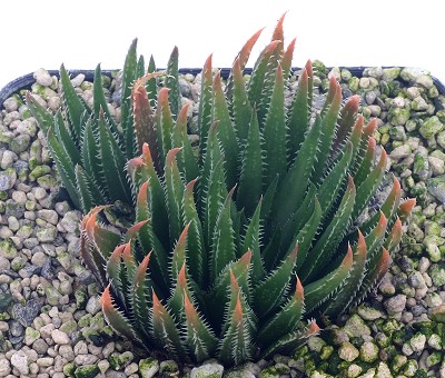 Haworthia monticola