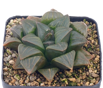 Haworthia chromutica