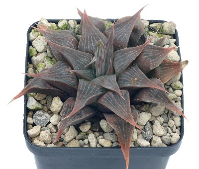 Haworthia acuminata