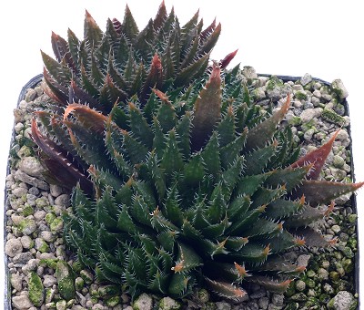 Haworthia vlokii