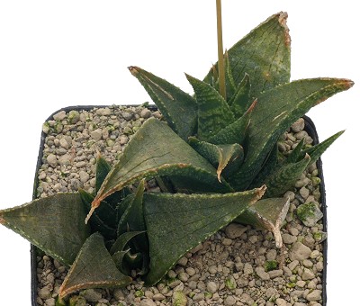 龙鳞(Haworthia venosa)