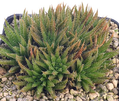 Haworthia meiringii