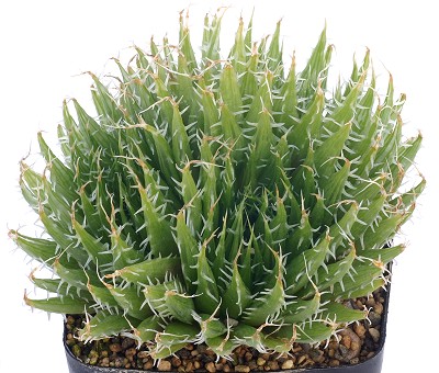 Haworthia eminens