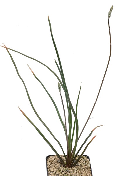 Haworthia derustensis