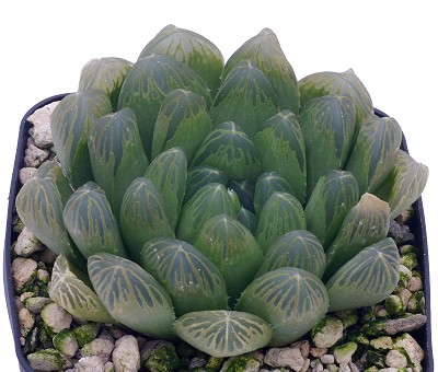 Haworthia joeyae