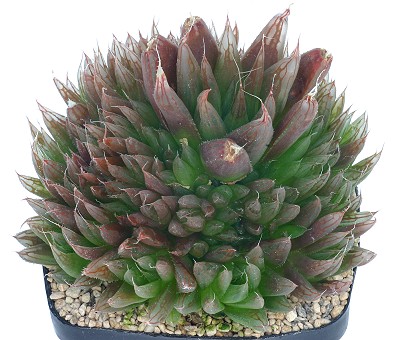 Haworthia leightonii