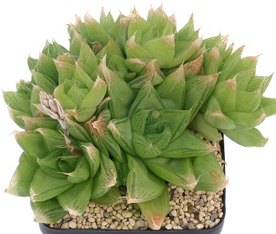 毛叶莲(Haworthia cymbiformis var. setulifera)