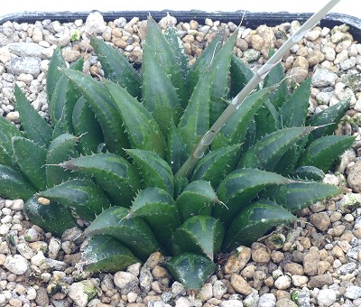 Haworthia heidelbergensis var. scabra