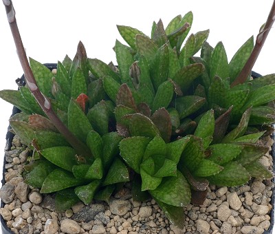 Haworthia reticulata var. hurlingii