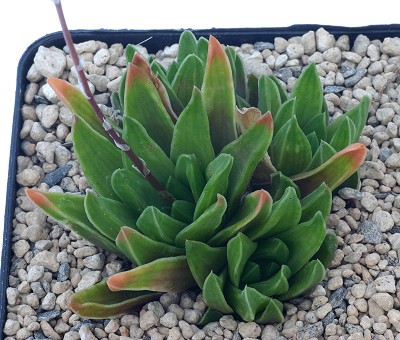 Haworthia zantneriana var. minor