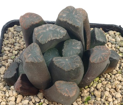 万象(Haworthia maughanii)