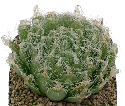 塞米维亚(Haworthia semiviva)