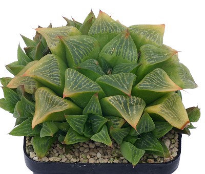 Haworthia geraldii