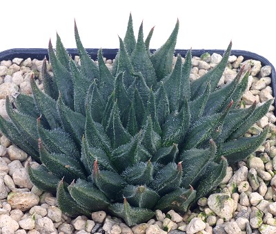 毛岩兰(Haworthia pubescens)