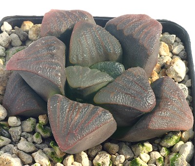 Haworthia enigma