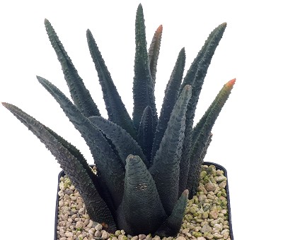 Haworthia sordida