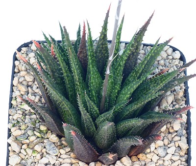 绿苇锦(Haworthia variegata var. variegata)