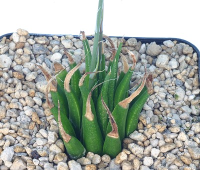 枯苇锦(Haworthia variegata var. hemicrypta)