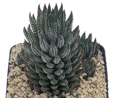 鹰爪十二卷(Haworthia reinwardtii var. brevicula)