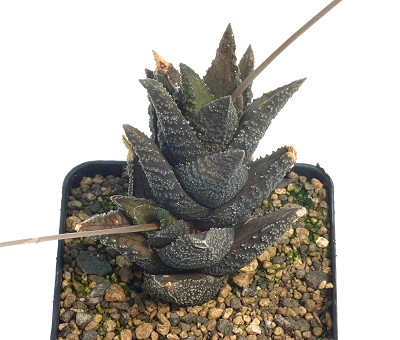 Haworthia granulata