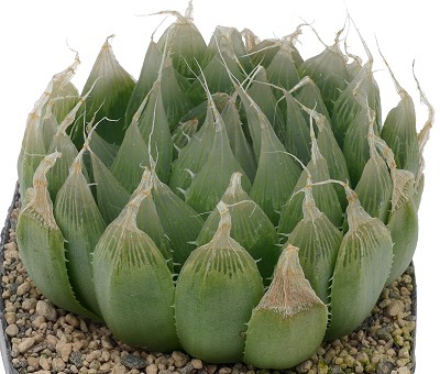 Haworthia specksii