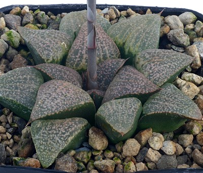 Haworthia picta var. tricolor
