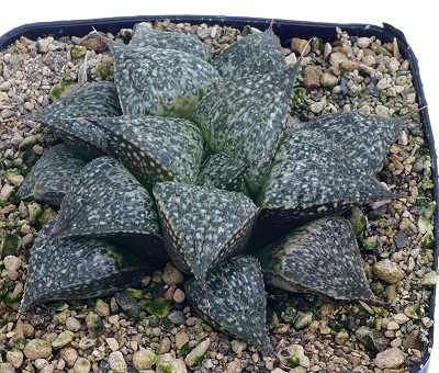 Haworthia esterhuizenii