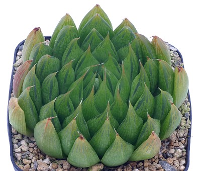 Haworthia sakaii