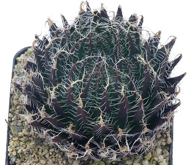 Haworthia tretyrensis