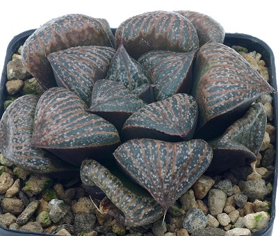 Haworthia splendens