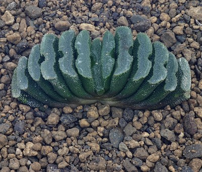 Haworthia truncata var. minor