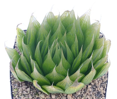 Haworthia mucronata