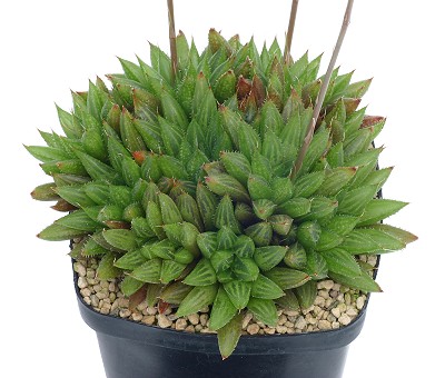 软叶鹰爪草(Haworthia caespitosa)