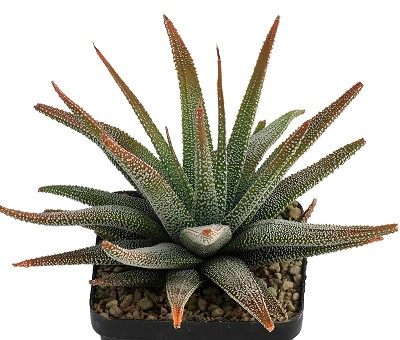 Haworthia attenuata var. radula