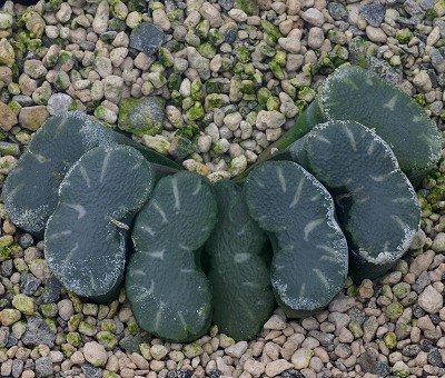 Haworthia truncata forma crassa