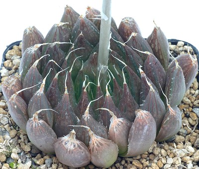 Haworthia habdomadis