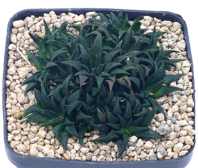 Haworthia parksiana