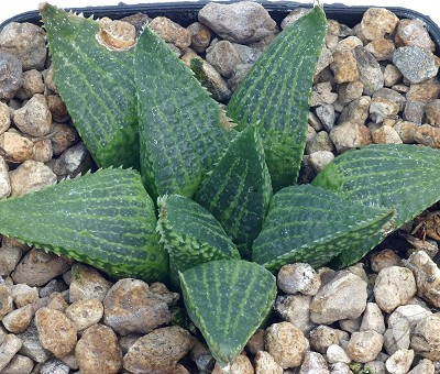 Haworthia vincentii