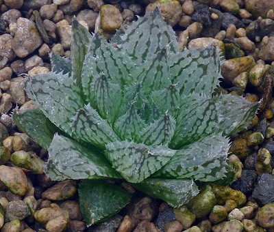 岩兰(Haworthia livida)